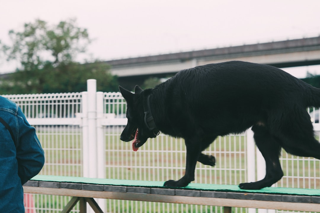강아지어질리티 참고 이미지 2